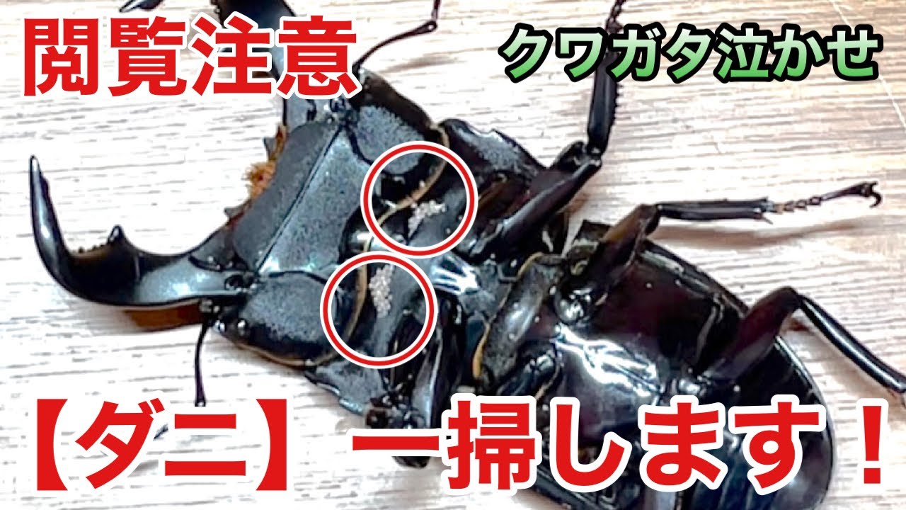 安い方法試してみた！【クワガタ】に寄生したダニの駆除