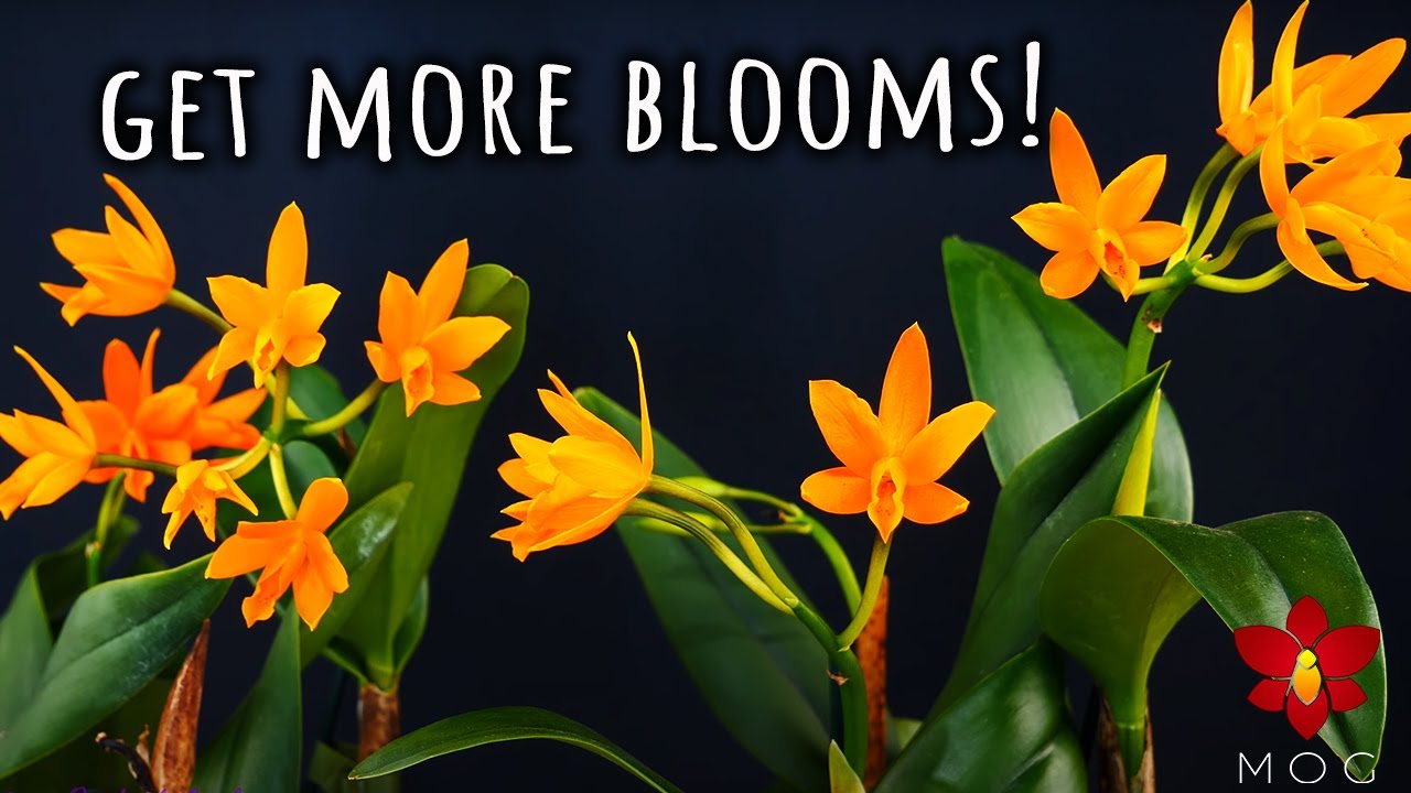 How to make your Orchid bigger and with more flowers!