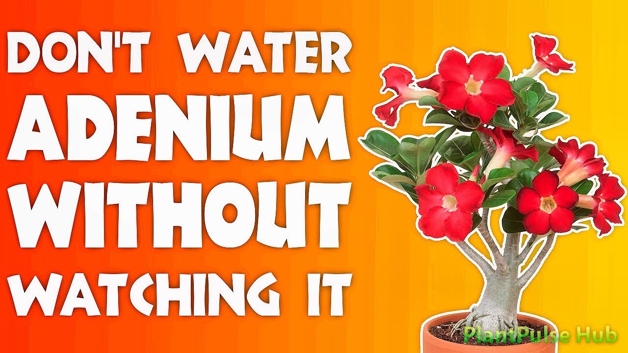 Adenium Watering Tips: How to Avoid Overwatering Your Desert Rose | PlantPulse Hub
