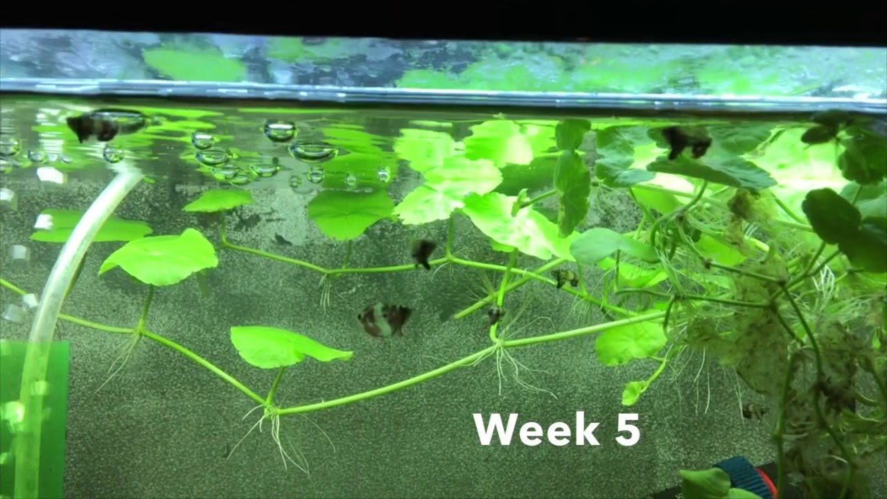 Chocolate gourami Sphaerichthys  osphromenoides fry
