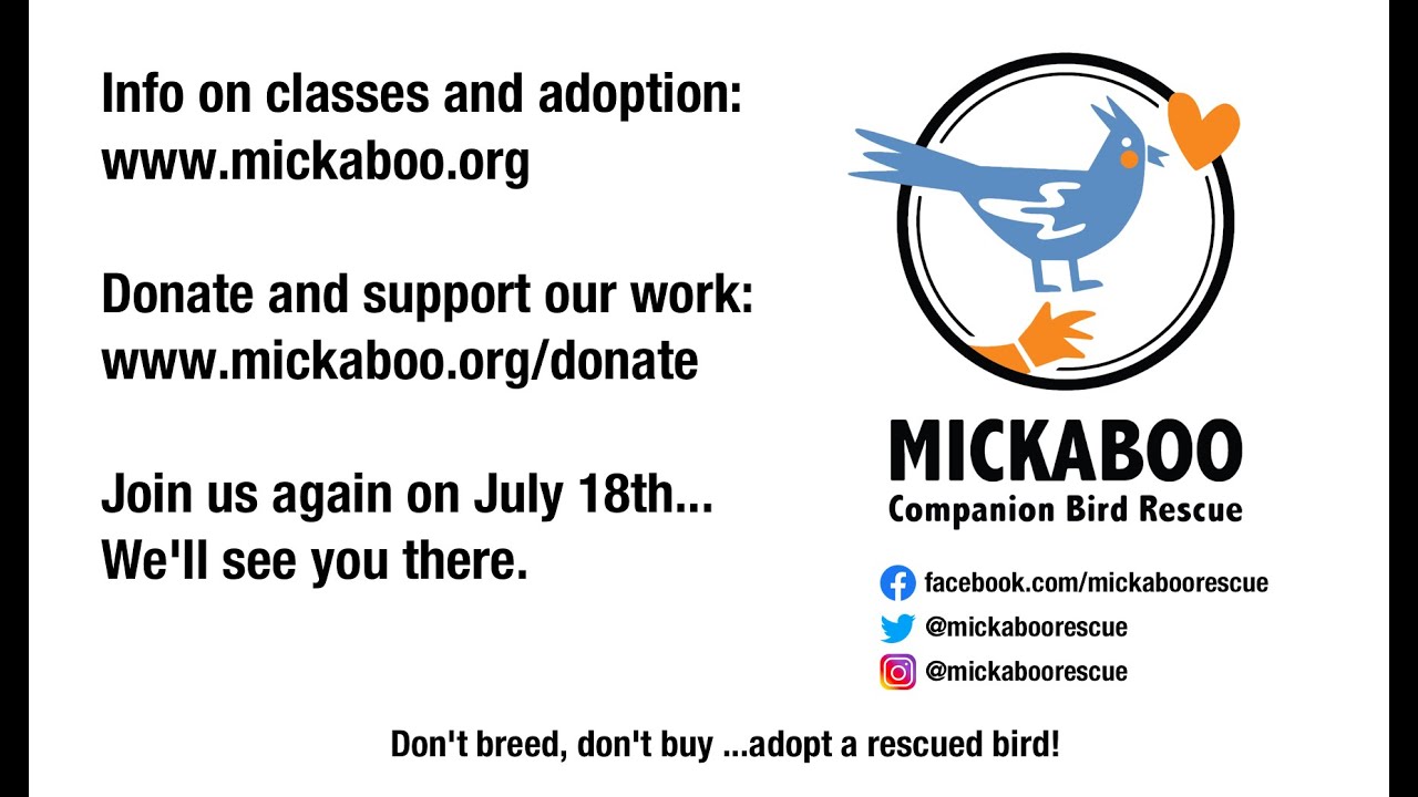Mickaboo Virtual Adoption Fair, 6 June 2020