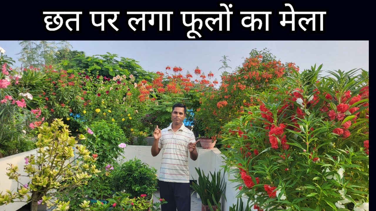 Beautiful Flower Garden in Terrace || Permanent Flower Plants For Terrace Gardening