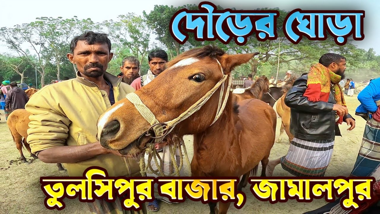 সেরা দৌড়ের ঘোড়া ঐতিহ্যবাহী তোলশিপুর বাজার জামালপুর 2025 #vlog