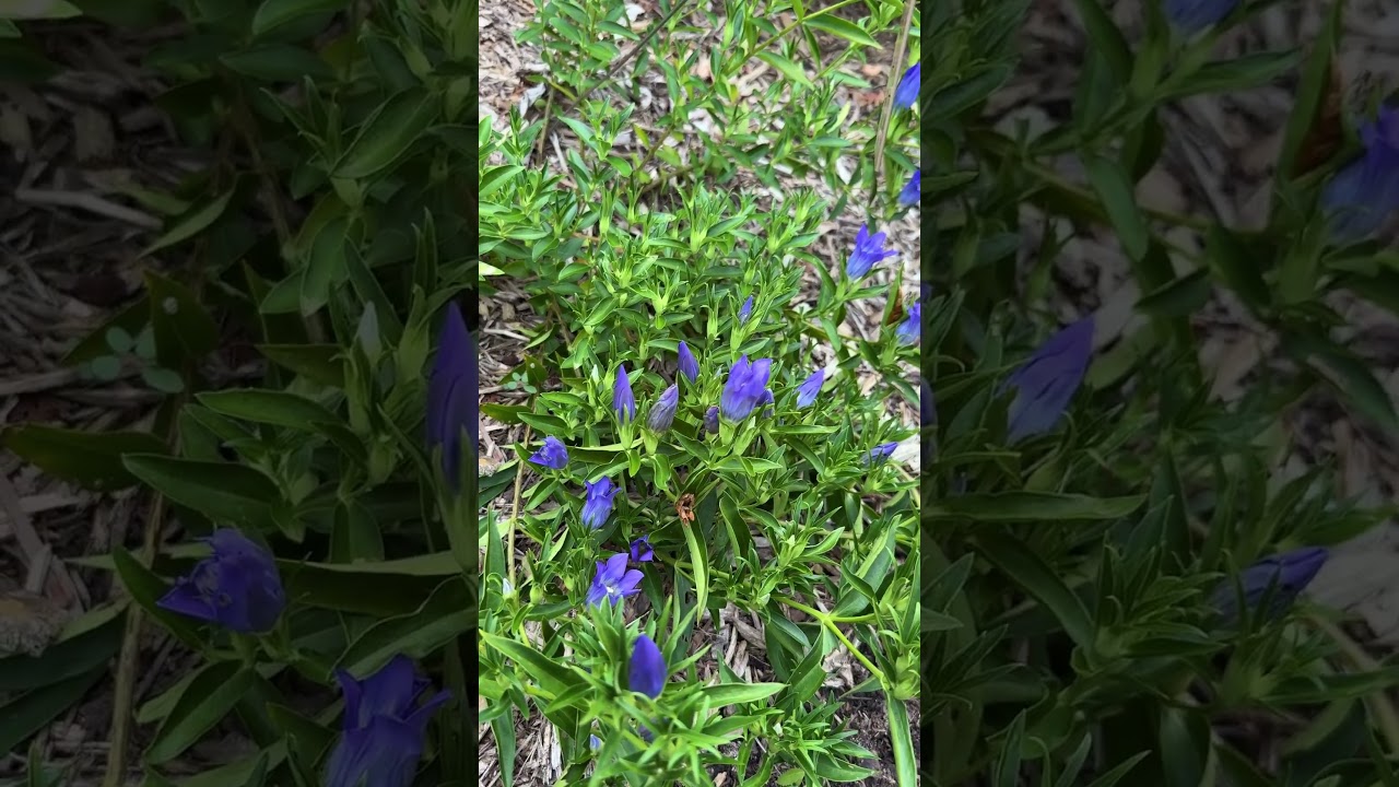 Gentiana 'True Blue', goryczka długo kwitnąca