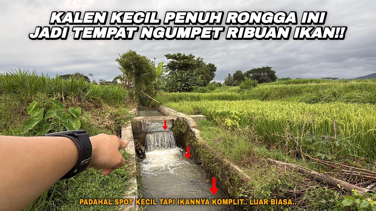 NEMU SPOT SEPERTI INI WAJIB BANGET DICOBA!! Mancing wader dan lele lokal umpan rasbora di spot kalen