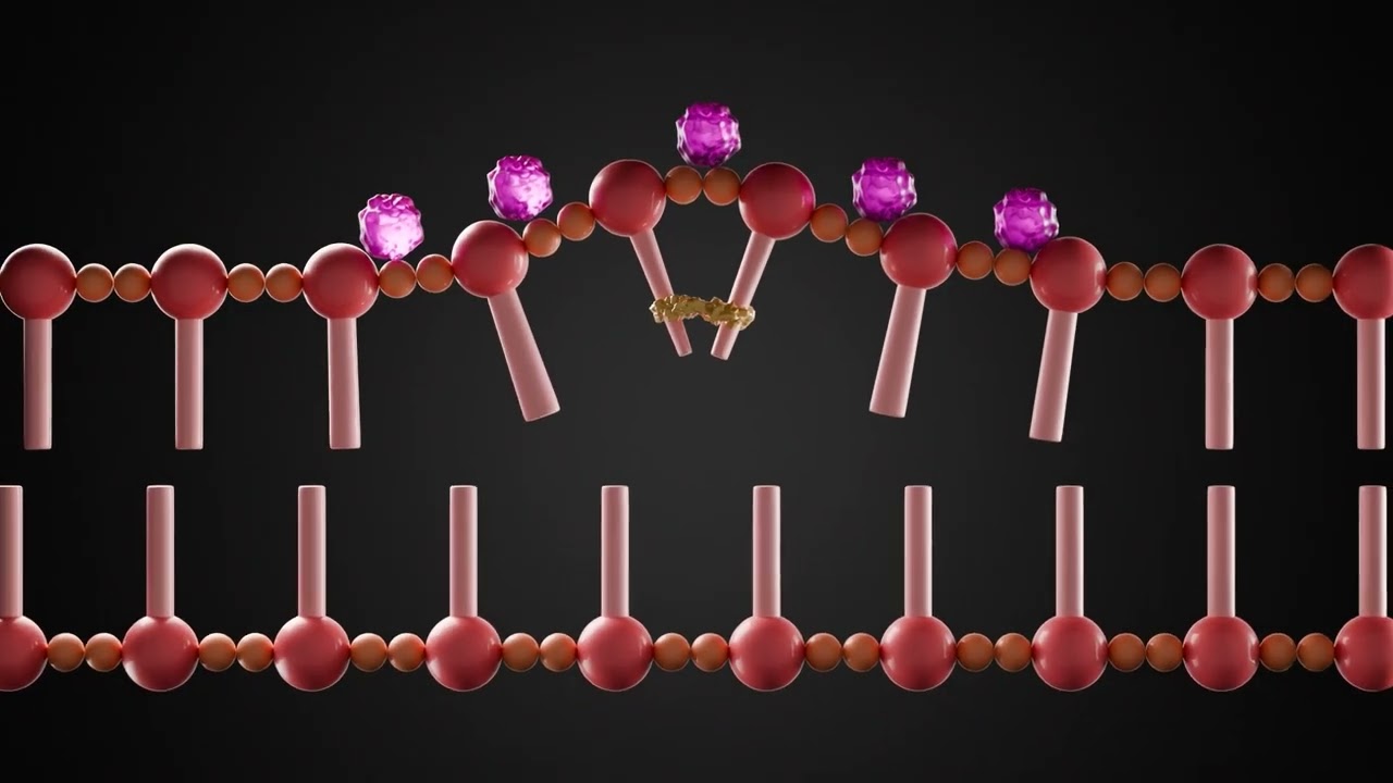 DNA damage and repair