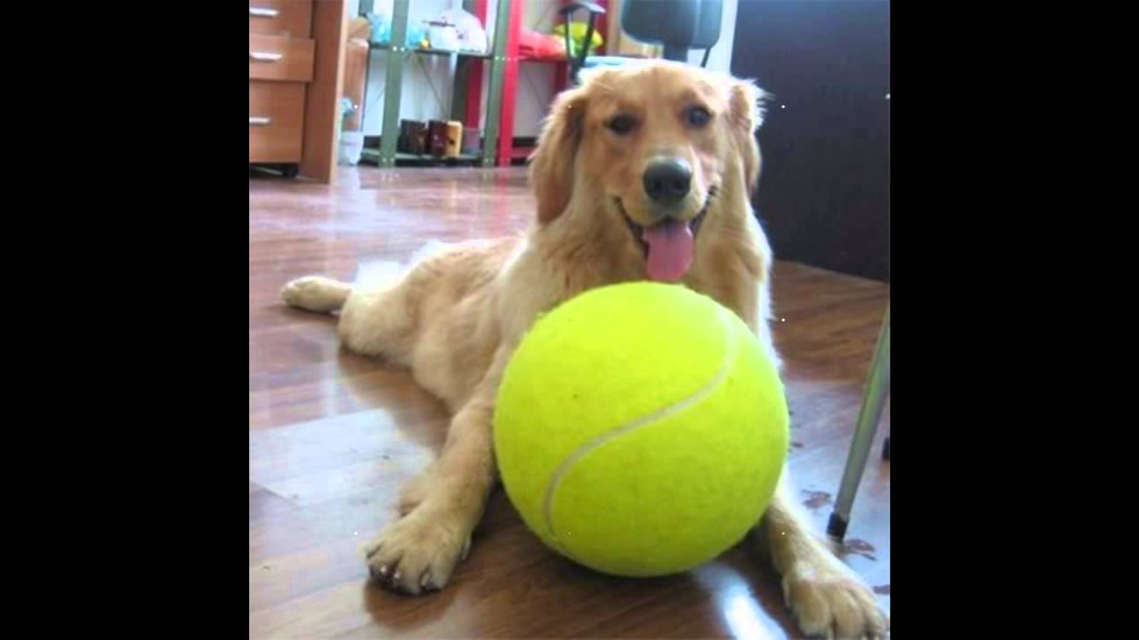 Urgreat 9.5 Inch Tennis Ball Signature Signal Mega Jumbo Larger Pets Toys Dogs Outdoor Sports