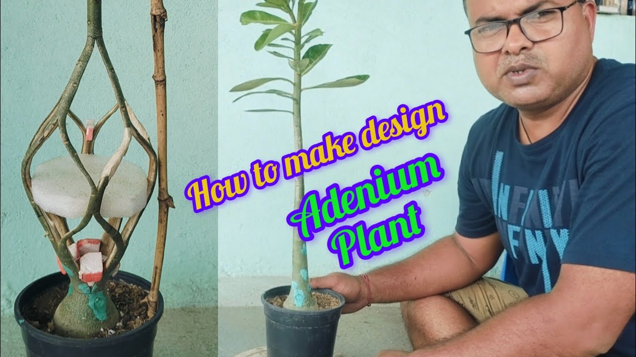 How to make design ADENIUM PLANT.. #adenium #design #gardening #video