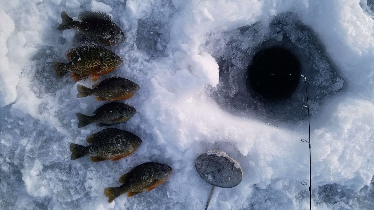 Catching Delicious Panfish on Ice ( Beautiful Sunset )