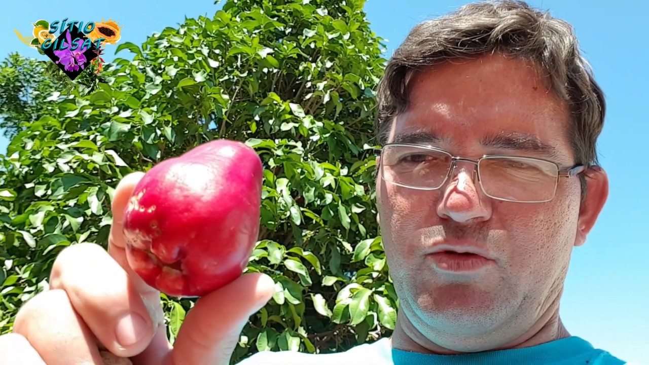 COMO FAZER A MUDA DE JAMBO VERMELHO