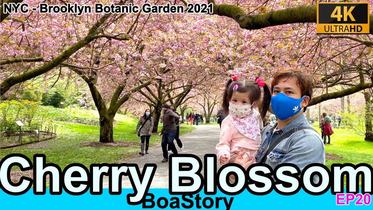 NEW YORK CITY Cherry Blossom Full Bloom 4K. 2021