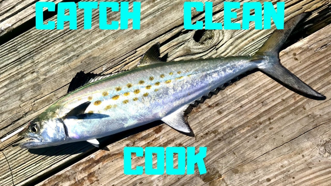 Catch Clean Cook Spanish Mackerel; Pier Fishing