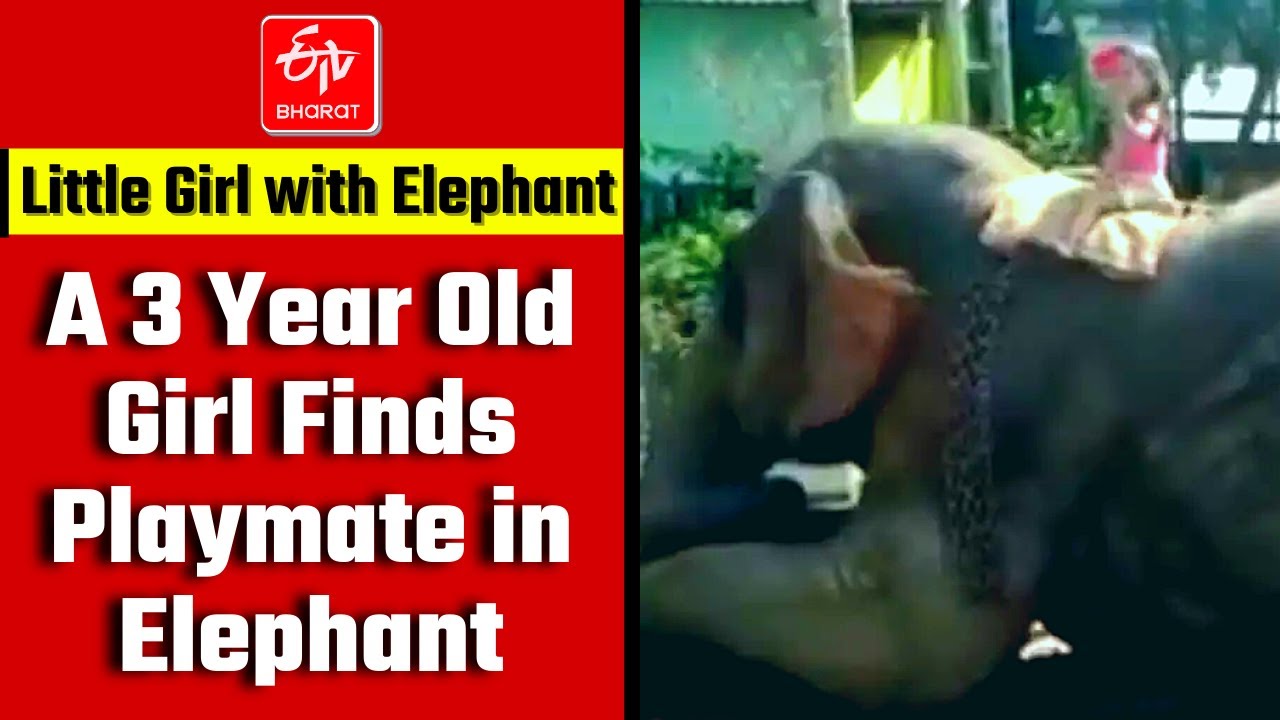 3 Year Old Girl Finds Playmate in Elephant | Heart Warming Story of a Little Girl With Elephant