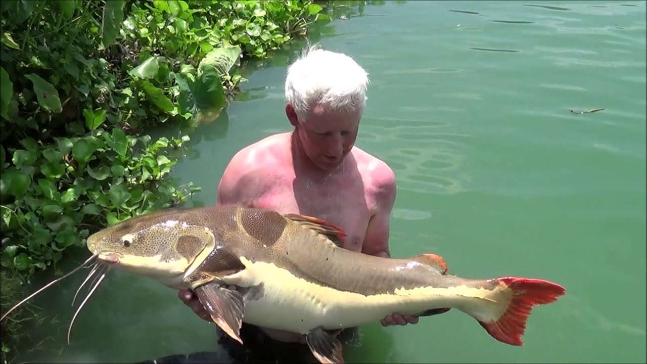 Pete Gregory and a 60lb Amazon red tail catfish