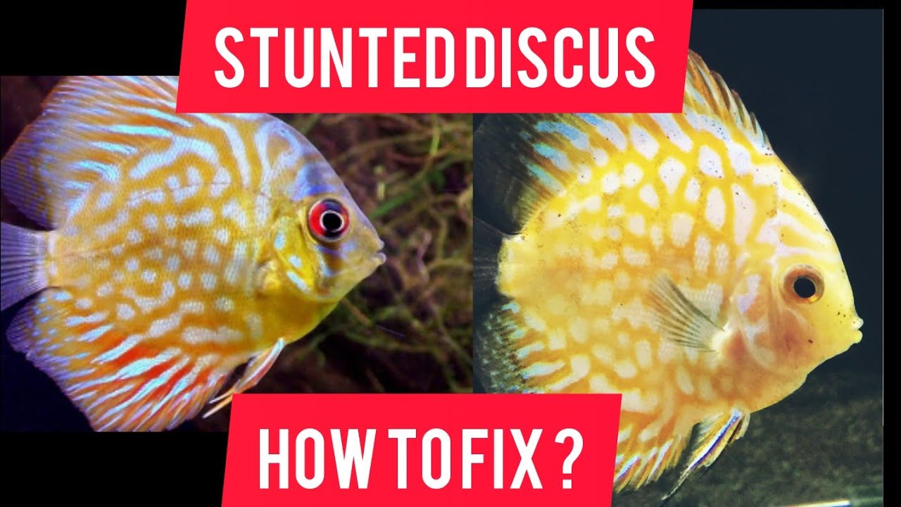 HOW TO : FIX STUNTED DISCUS !?