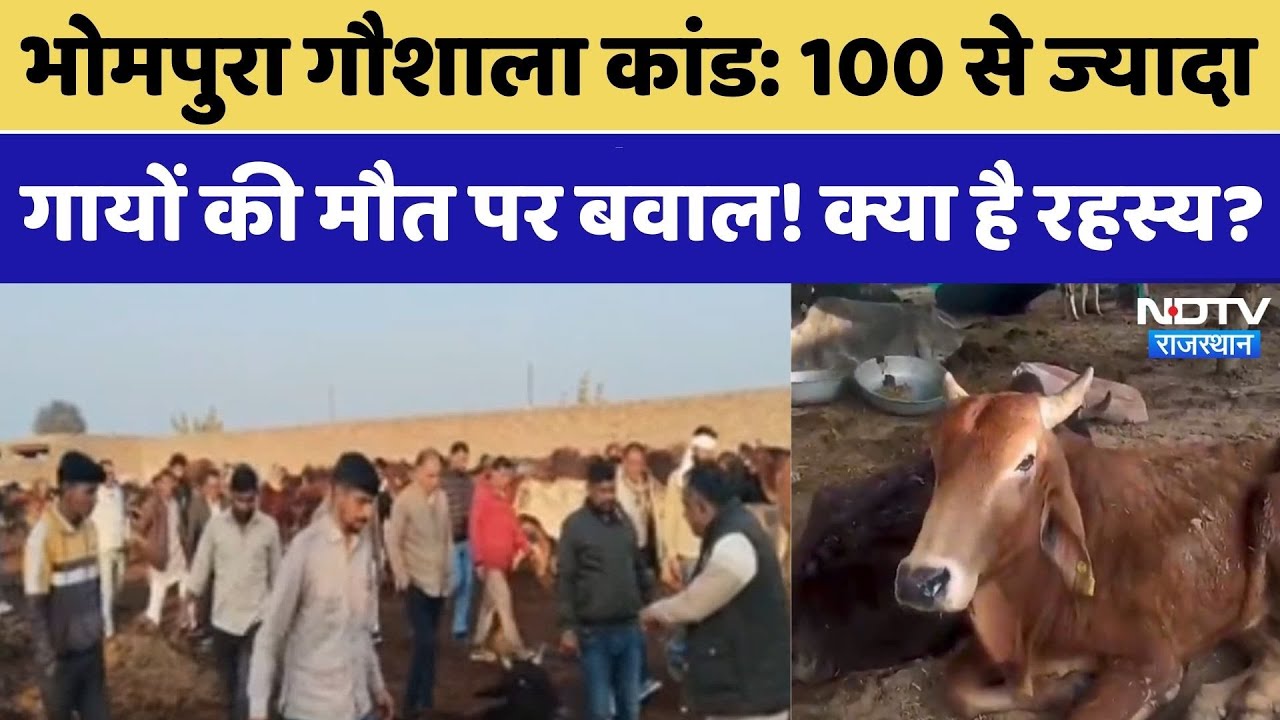 Sri Ganganagar Cow Death: Uproar over the deaths of over 100 cows! What's the secret? Rajasthan N...
