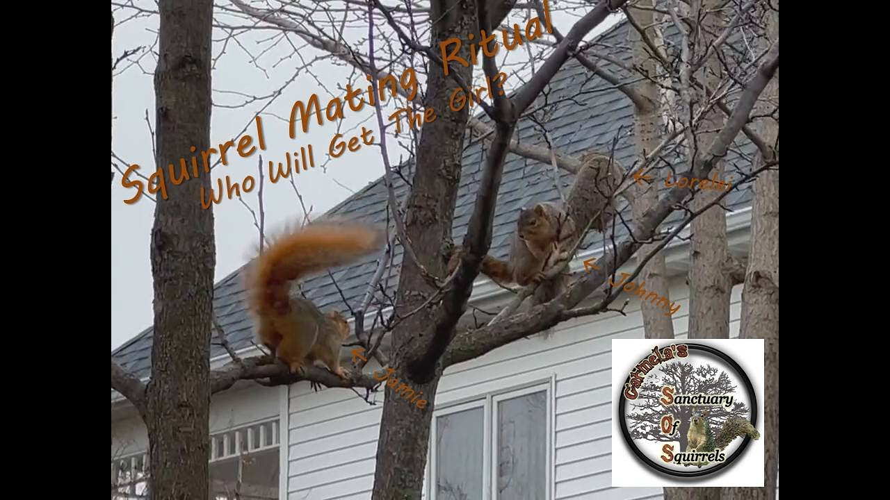Squirrels' Mating Ritual - Sanctuary Episode 5