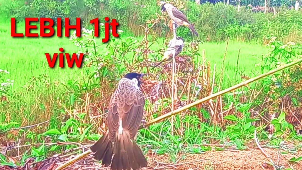 luar biasa!! pikat burung kutilang manggil suara keras..... yang datang banyak banget
