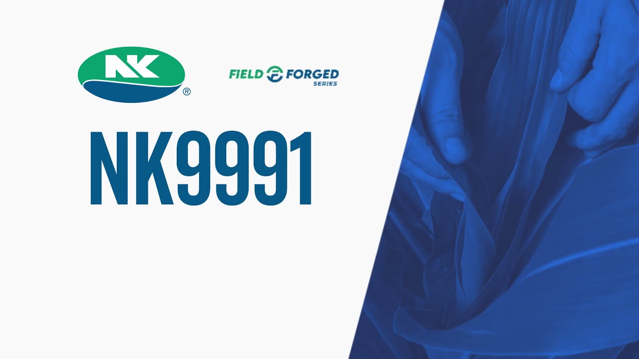 NK Seeds: Choose NK9991 for top end yield potential