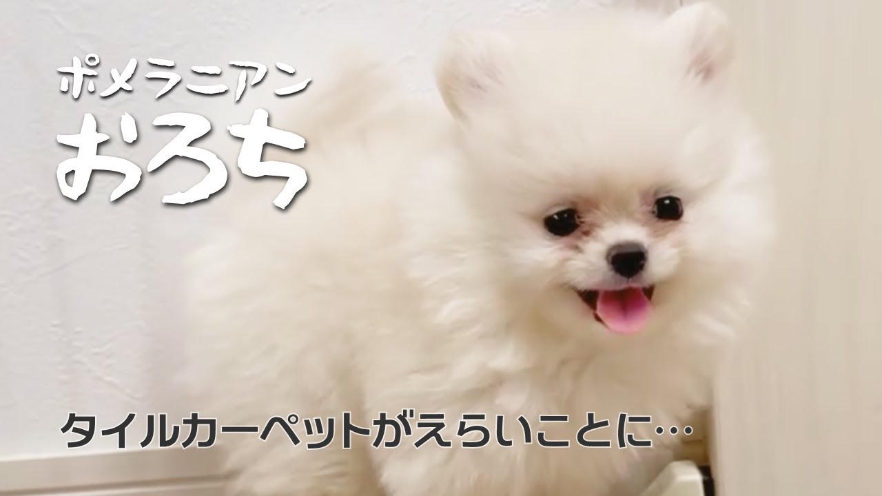 【ポメラニアンおろち】タイルカーペットを敷いたけど大変なことに