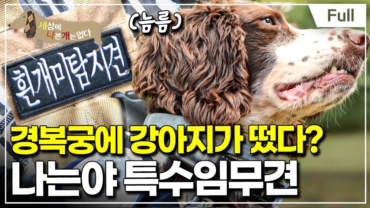 [Full] 세상에 나쁜 개는 없다 - 우리가 있잖아요! 나는야 특수임무견