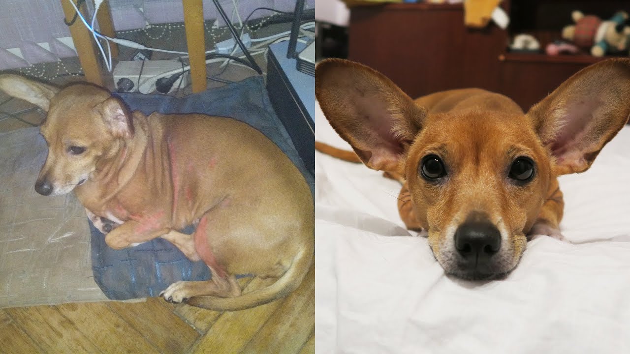 Povestea Cainelui Abandonat : Tessy (Jurnalul lui Daragiu)