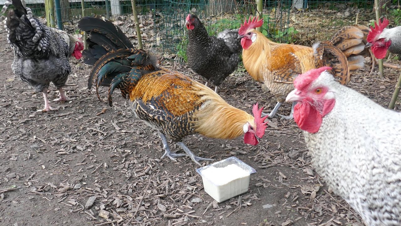 Feeding Almond Meal to the chickens - Part ONE