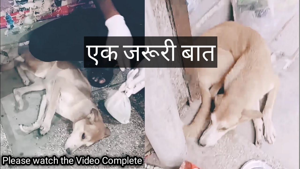 देख कर अनदेखा मत करो 🙏 #youtube #youtubevideo #dog #doglover #animals #A Voiceless Cute Dog Family