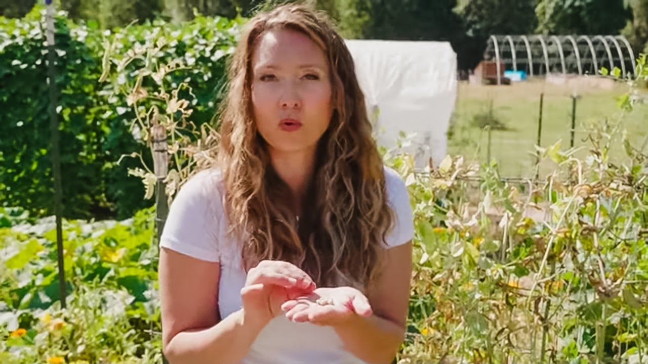 Never Buy Garden Seed Again Seed Saving Secrets with 100 Year Old Bean Seed