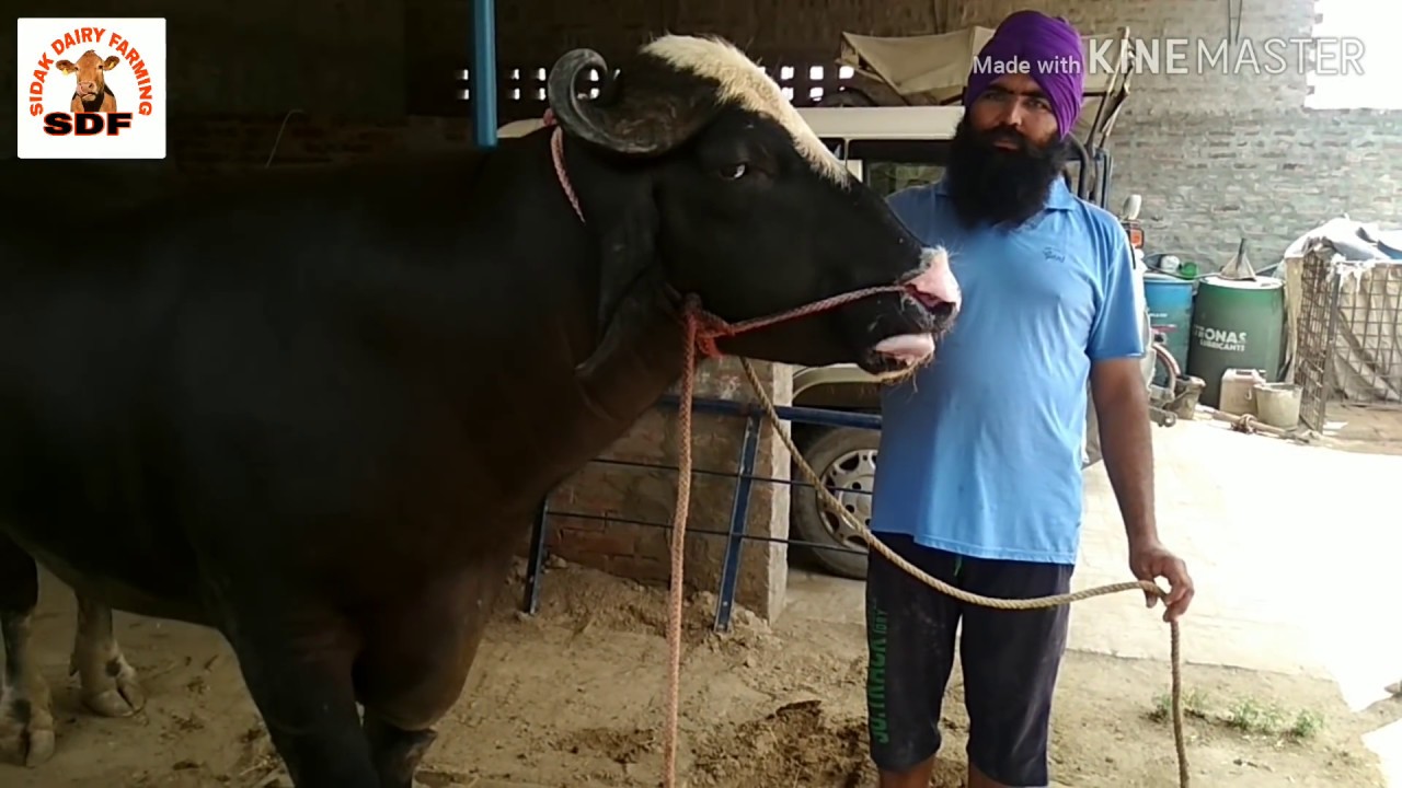 Champion bull RAJA from neeli Ravi breed. ਨੀਲੀ ਰਾਵੀ ਦਾ ਚੈਂਪੀਅਨ 