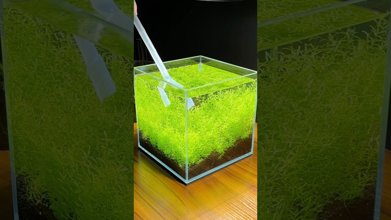 No CO2 planted cube aquarium