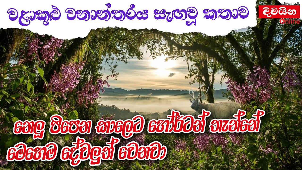 වළාකුළු වනාන්තරය සැඟවූ කතාව | #NeluWasanthaya