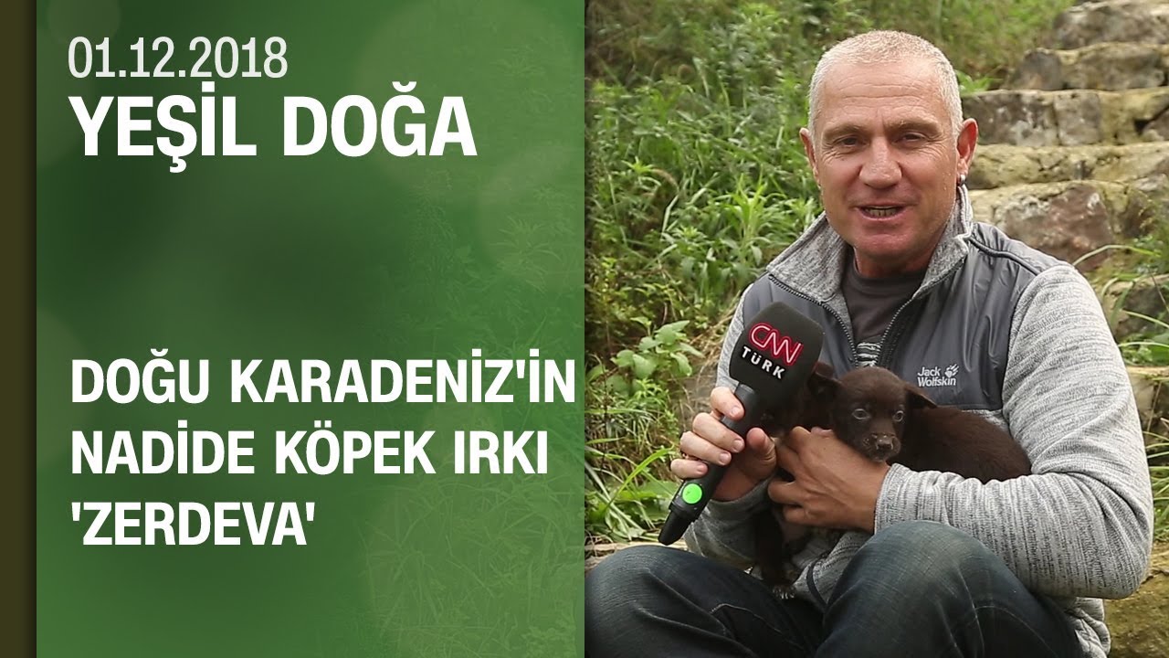 Doğu Karadeniz'in nadide köpek ırkı 'Zerdeva'ya dair her şey - Yeşil Doğa 01.12.2018 Cumartesi