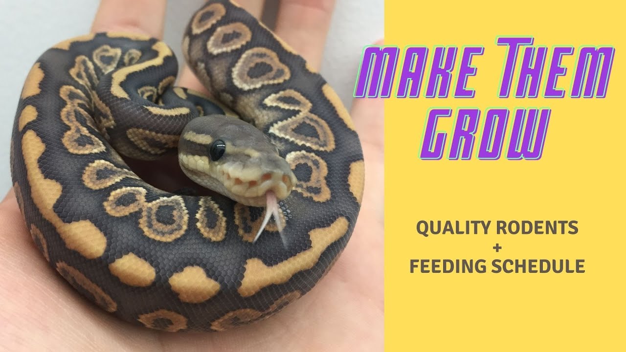 Quality Rodents And Feeding Schedules Revealed