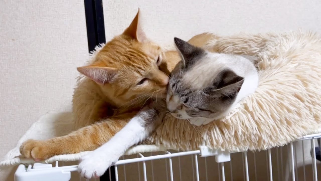 一緒にベッドでぽっかぽか♪仲良がすぎる兄妹猫♥