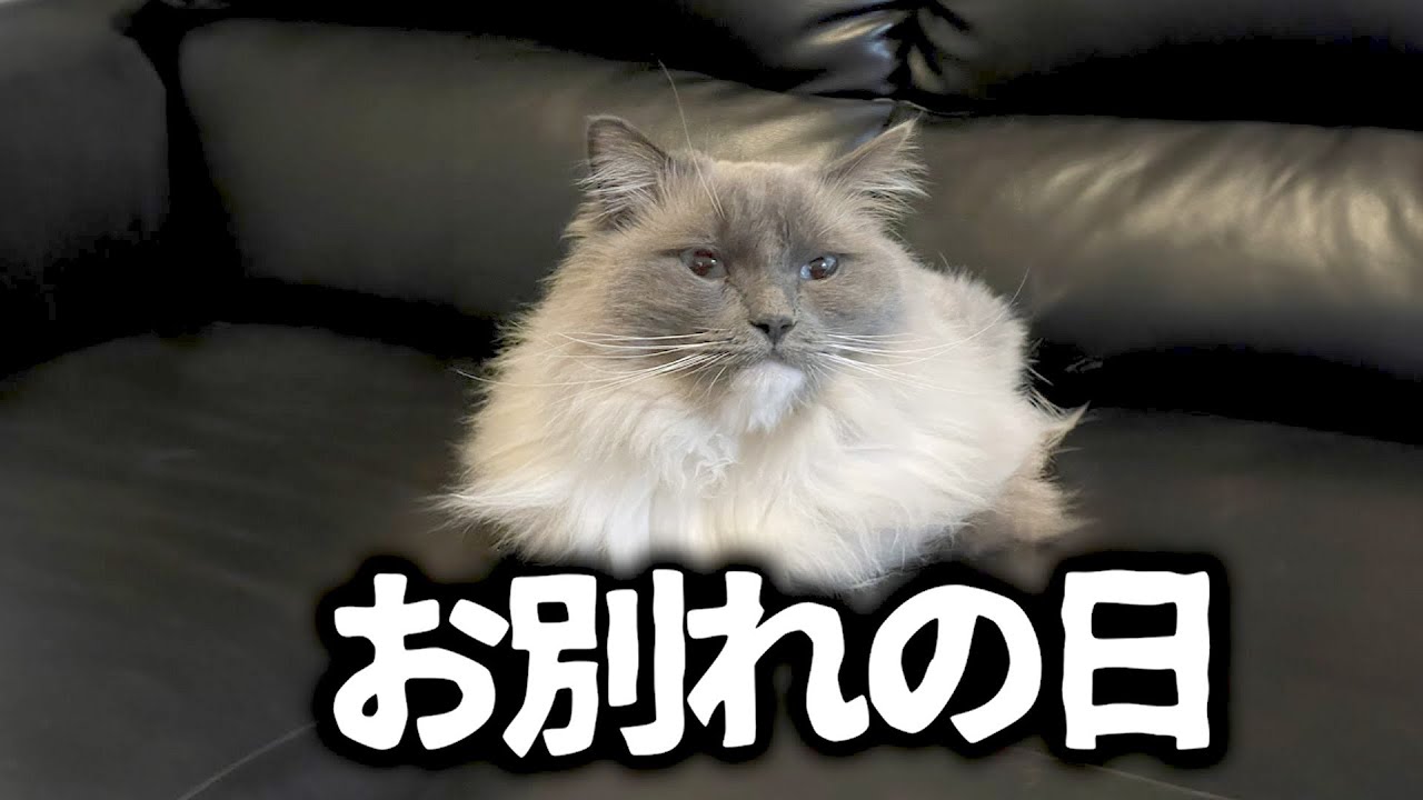 さよなら。たぬき。。。