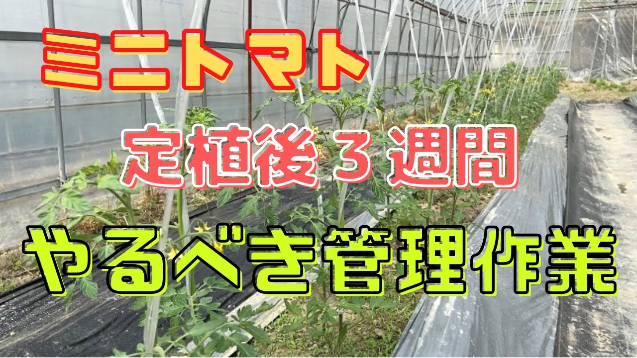 【ミニトマト栽培】定植後３週間【管理作業】わき芽かき、誘引、中耕除草、水管理