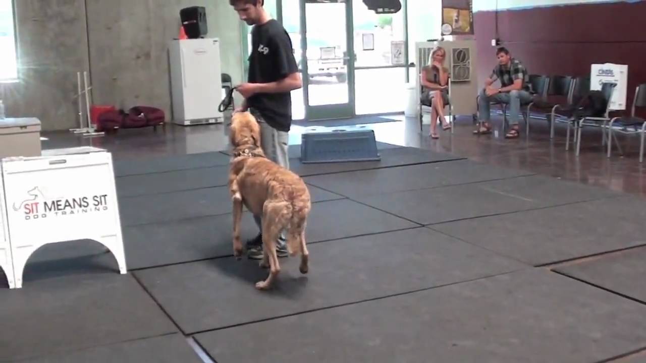 Dog Problems with Chesapeake Bay Retriever (episode 3)