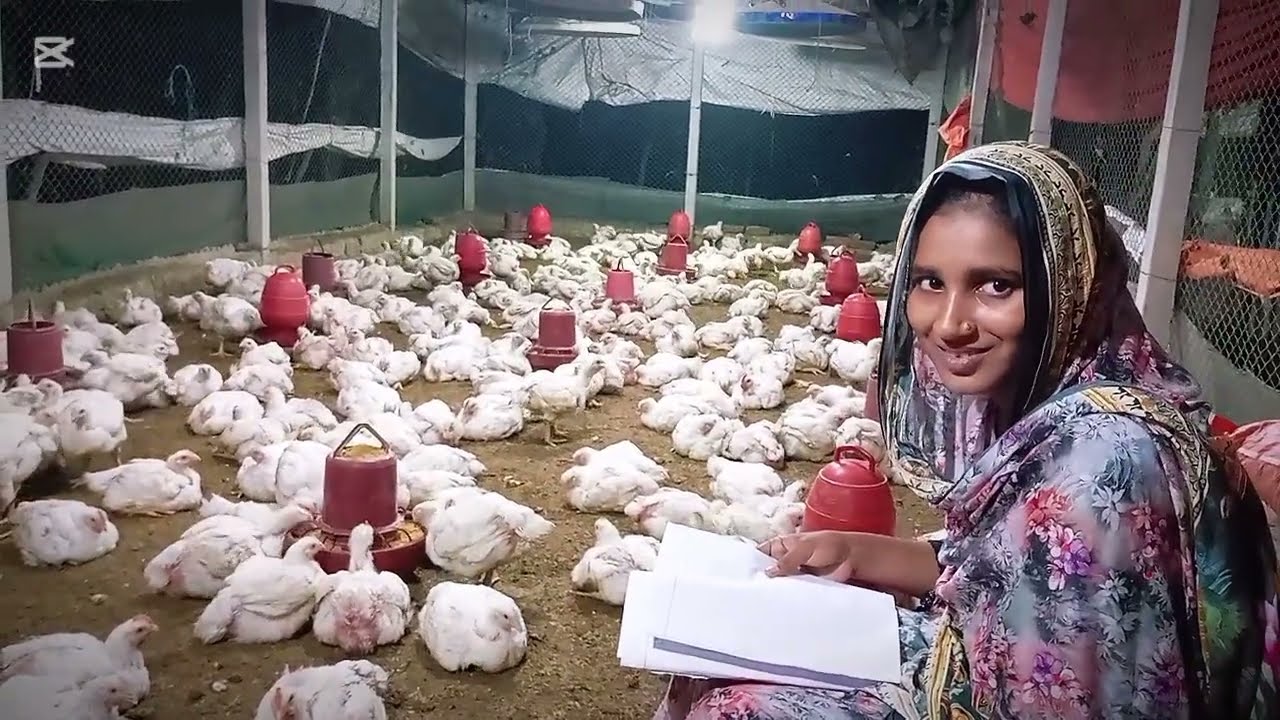 ১৫০ টাকা পাইকারী বাজার আর উৎপাদন খরচ কত ? ব্রয়লার মুরগি পালনের মোট খরচ #digital_device 