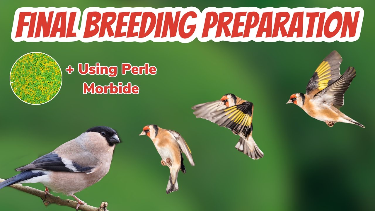 The FINAL Breeding Preparation for Finches & Canaries