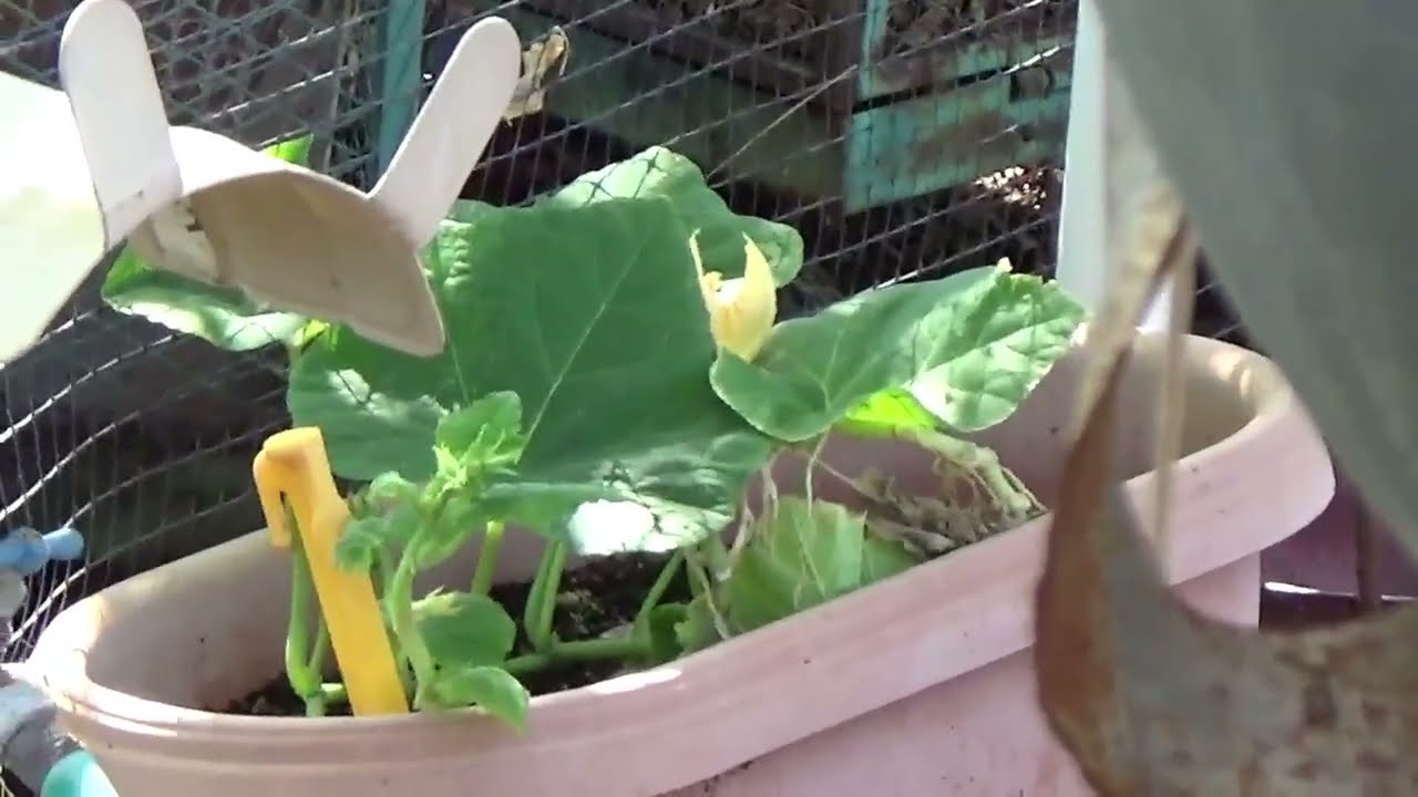 In the Garden September 7, 2025