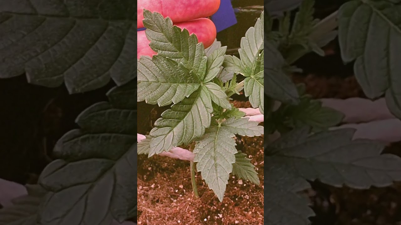 T.H.Seeds French Macaron 🌱#cannabis #grow #indoorplants #vega #GrowTips #cultivoindoor #CannabisGrow