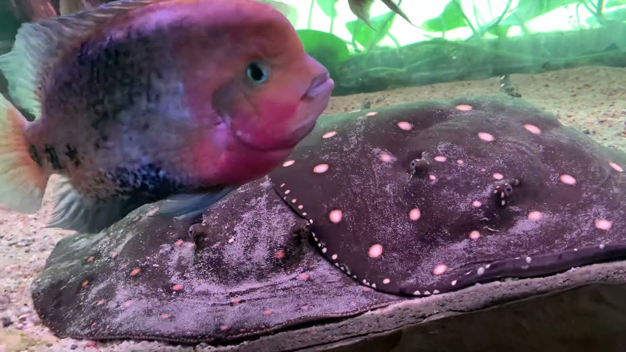 Potamotrygon henlei & Potamotrygon motoro - Aqua-Tech