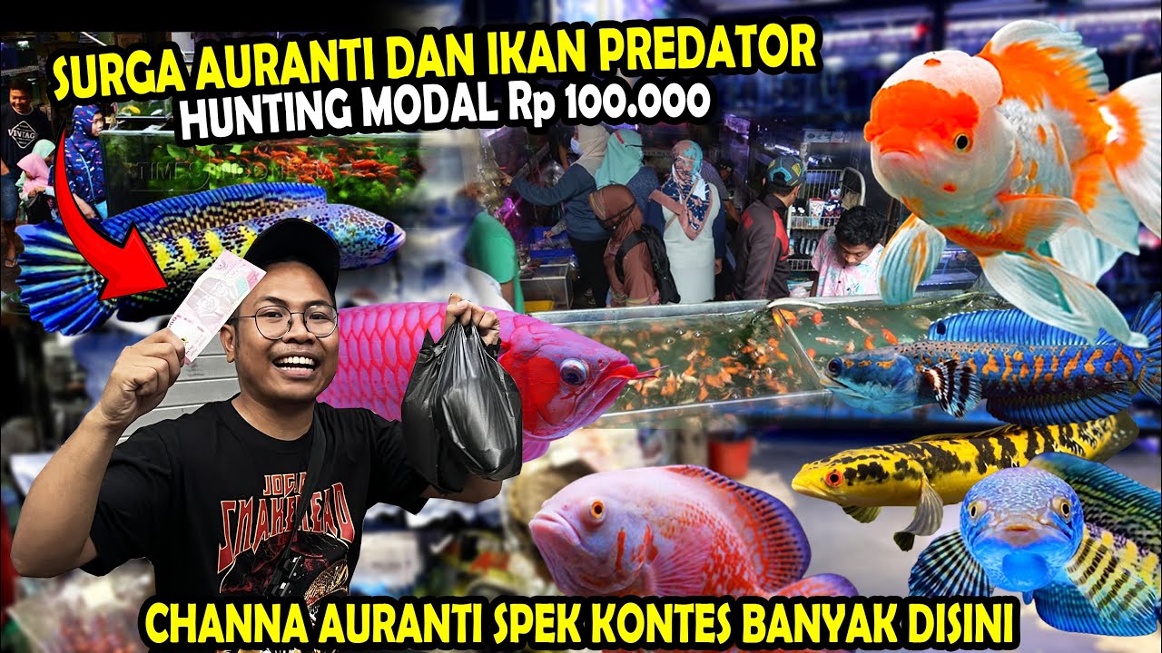 GREBEK!! PASAR IKAN HIAS KOTA MALANG? SURGANYA CHANNA DAN ALL PREDATOR (PASAR SPENDID)