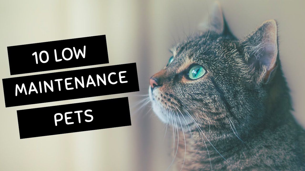 10 Low Maintenance Pets