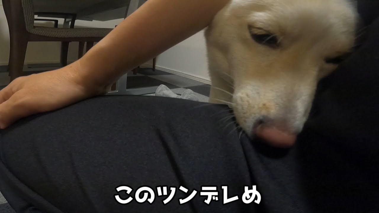 【豆柴】お留守番の間にちゃんとご飯食べれるかな？