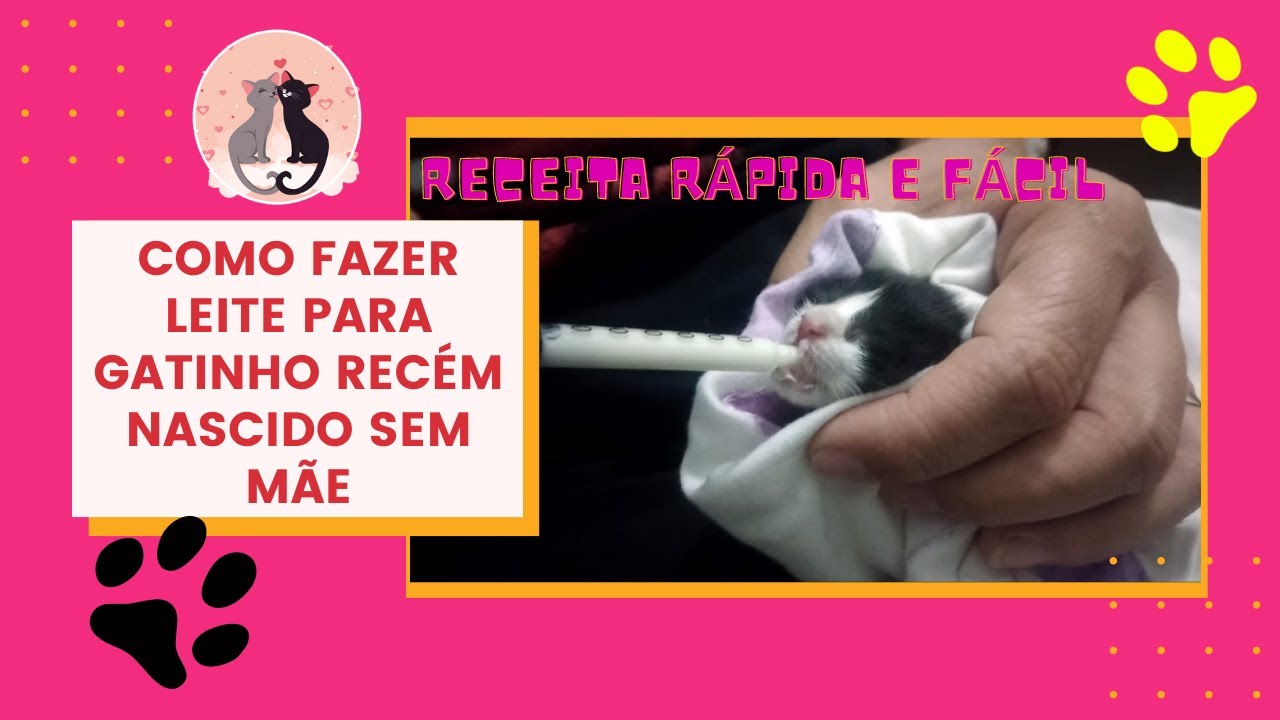Como fazer Leite para gatinhos recém nascidos sem mãe