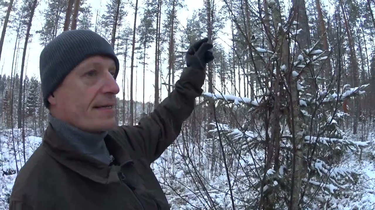 Metsolan Metsäkoulu 238 - 200 m3 / ha kasvua -  tuhkalla tuottoa metsästä!