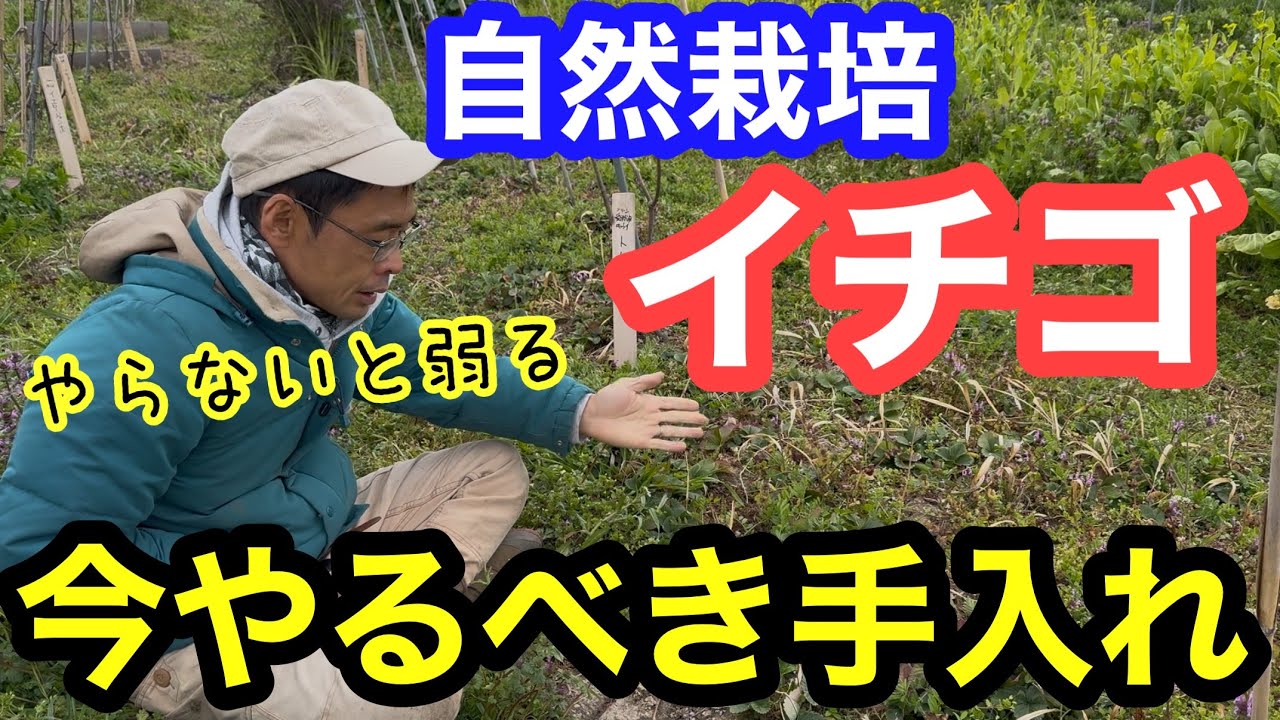 【イチゴ栽培】露地•自然栽培の苺3月にやっておくべき手入れについて《家庭菜園/自給農/無農薬/無施肥/不耕起》