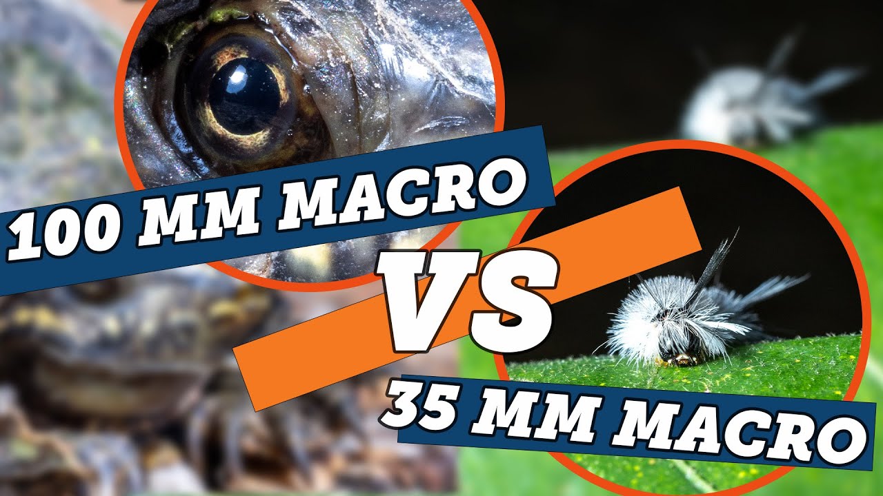 Does Macro Focal Length Matter? Featuring Canon Macro Lenses